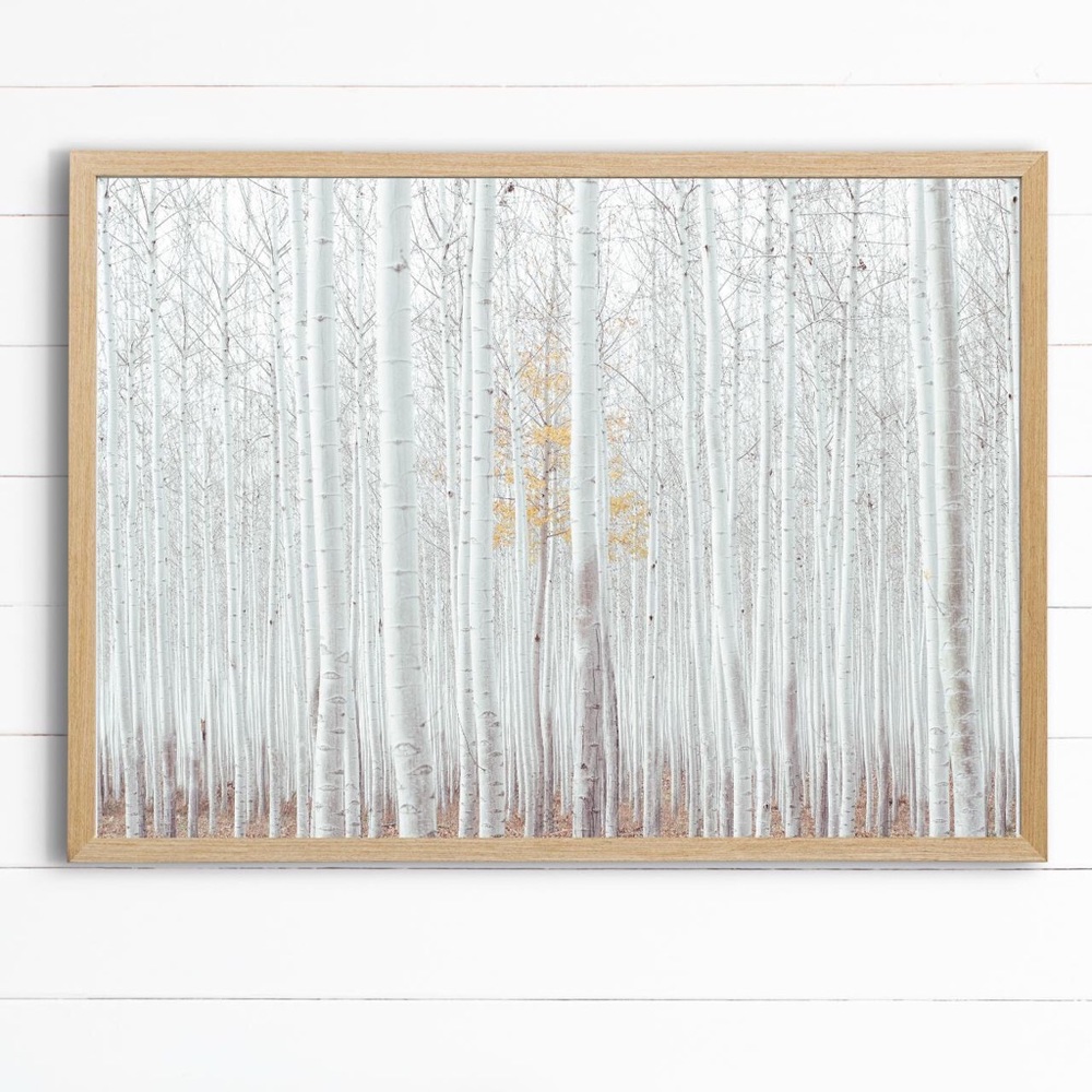 Birch wood 13x19” photography art print modern art contemporary white forest